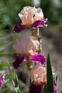 Bahçede büyüyen güzel pembe bir iris çiçeği.