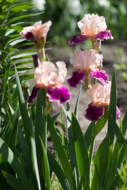 Bahçede büyüyen güzel pembe bir iris çiçeği.