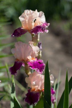 Bahçede büyüyen güzel pembe bir iris çiçeği.