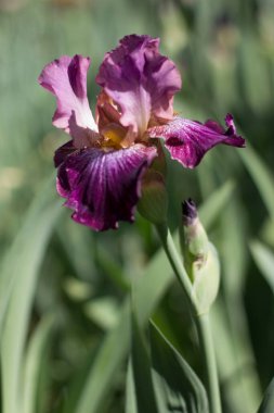 Bahçede yetişen güzel mor iris çiçeği