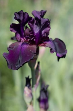 Bahçede yetişen güzel mor iris çiçeği