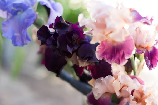 Beautiful Purple Iris Flower Growing Garden — Stock Photo, Image