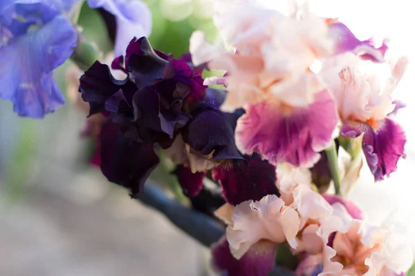 Beautiful Purple Iris Flower Growing Garden — Stock Photo, Image