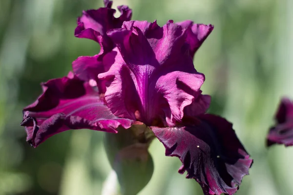 Beautiful Purple Iris Flower Growing Garden Royalty Free Stock Images