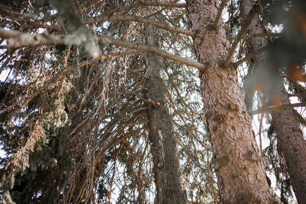 森の松の木にリスと一緒に背の高い松 — ストック写真