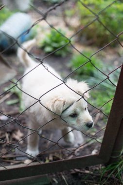 Beyaz köpek ağların arkasında çimlerin üzerinde.