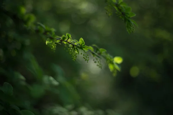 Brindilles Vertes Avec Des Feuilles Arbres Dans Forêt — Photo