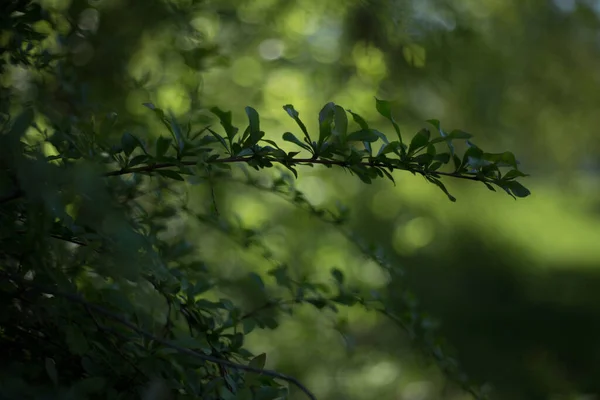 森の木々の葉を持つ緑の小枝 — ストック写真