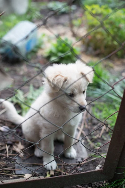 White Puppy Grass Net — Stock Photo, Image