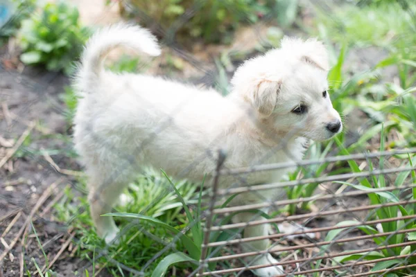 Weißer Welpe Auf Dem Gras Hinter Dem Netz — Stockfoto