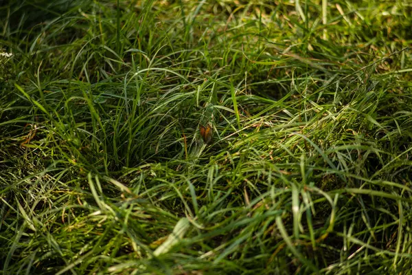 緑の草の中の小さなオレンジ色の蝶が — ストック写真