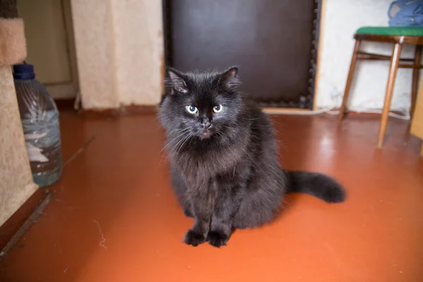 Eine Schwarze Katze Sitzt Hause Auf Dem Fußboden — Stockfoto