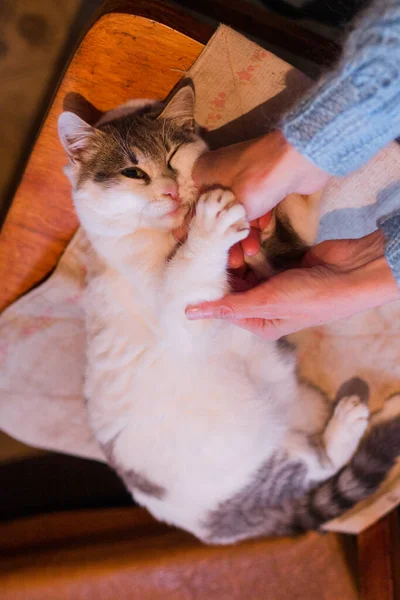 Grau Weißes Kätzchen Mit Gelben Augen Liegt Auf Dem Bett — Stockfoto