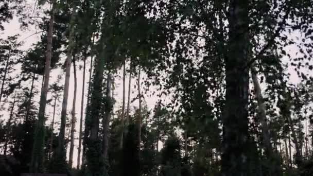 Las Sosnowy Wieczorem Sosnami Brzozami — Wideo stockowe