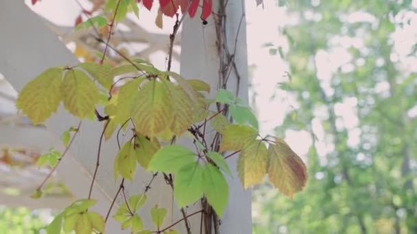 Красивая Деревянная Беседка Красными Осенними Листьями — стоковое видео