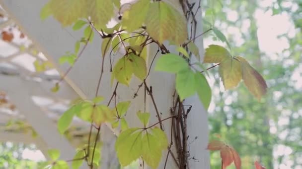 Красивая Деревянная Беседка Красными Осенними Листьями — стоковое видео