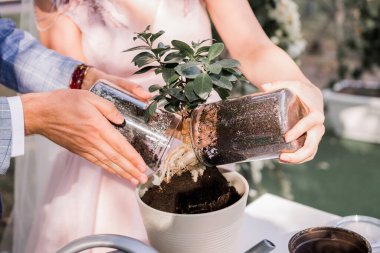 Damat ve gelin törende ağaç dikiyorlar.