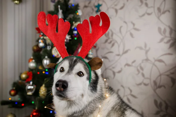 Husky Hund Nära Julgranen Rummet — Stockfoto