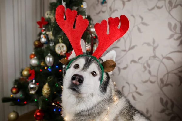 Husky Hund Nära Julgranen Rummet — Stockfoto