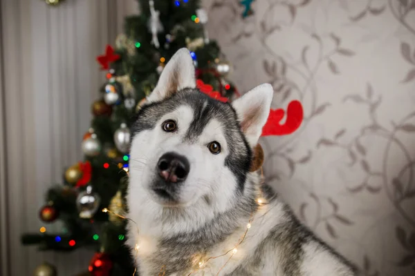 Cão Husky Perto Árvore Natal Sala — Fotografia de Stock