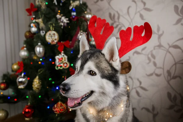 Cão Husky Perto Árvore Natal Sala — Fotografia de Stock