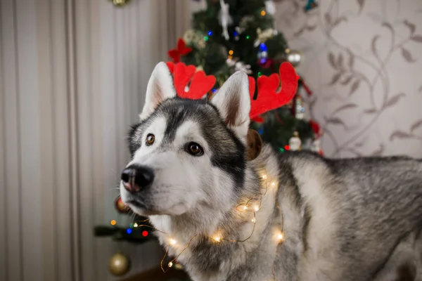 Cane Husky Vicino All Albero Natale Nella Stanza — Foto Stock