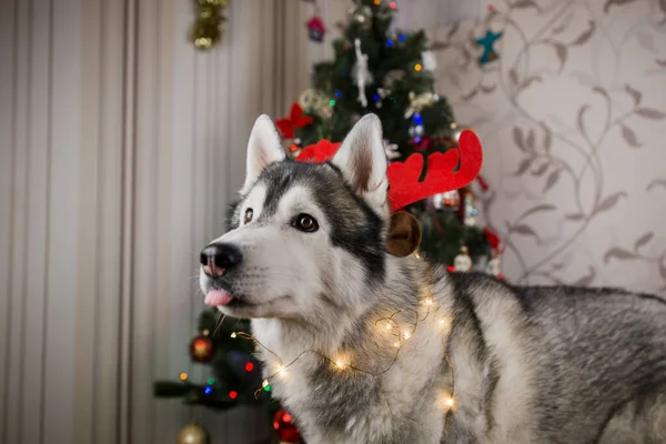 Odadaki noel ağacının yanındaki iri kıyım köpek.