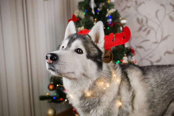 Perro Husky Cerca Del Árbol Navidad Habitación —  Fotos de Stock