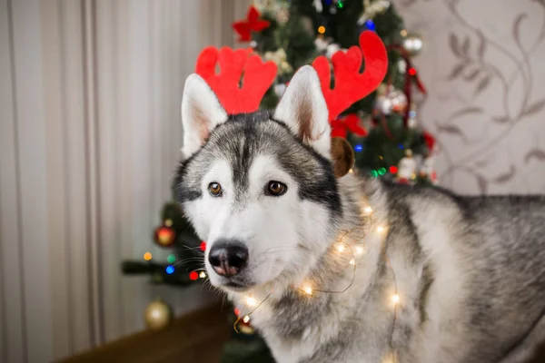 Husky Pes Blízkosti Vánoční Strom Místnosti — Stock fotografie