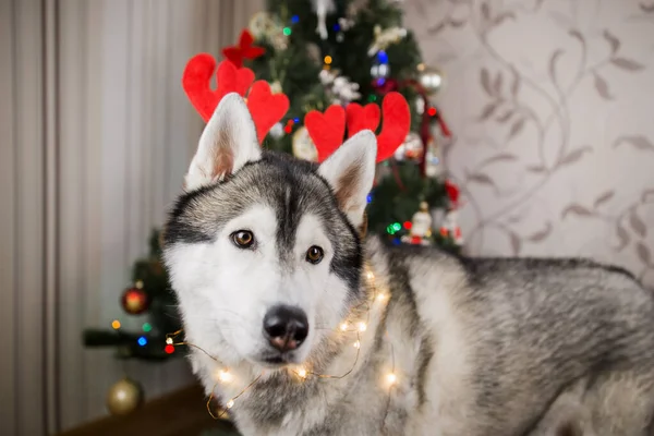 Perro Husky Cerca Del Árbol Navidad Habitación — Foto de Stock