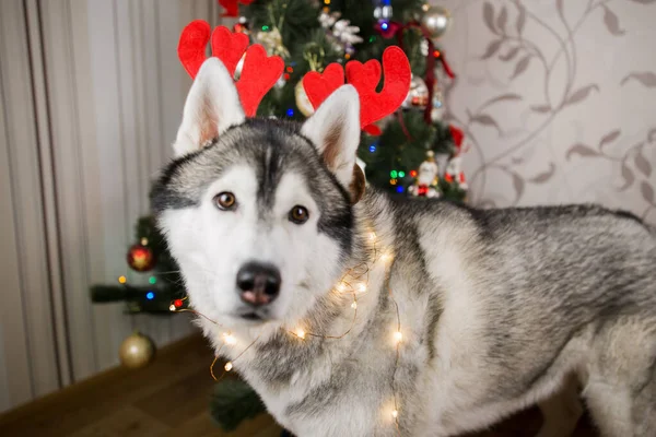 部屋のクリスマスツリーの近くのハスキー犬 — ストック写真
