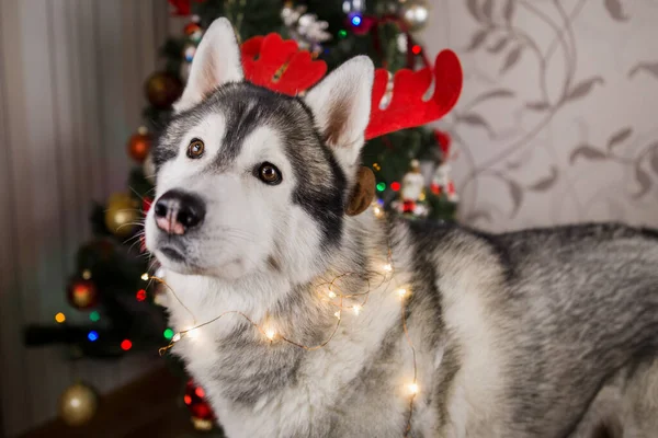 Husky Kutya Közel Karácsonyfa Szobában — Stock Fotó