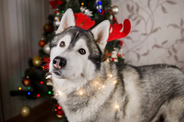 Husky Kutya Közel Karácsonyfa Szobában — Stock Fotó
