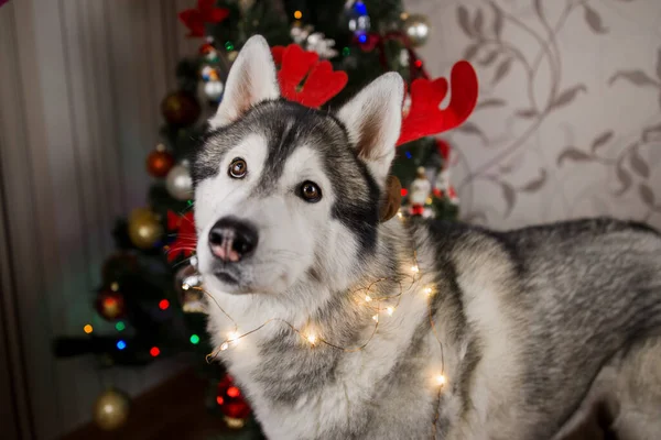 Cão Husky Perto Árvore Natal Sala — Fotografia de Stock