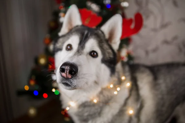 Cane Husky Vicino All Albero Natale Nella Stanza — Foto Stock