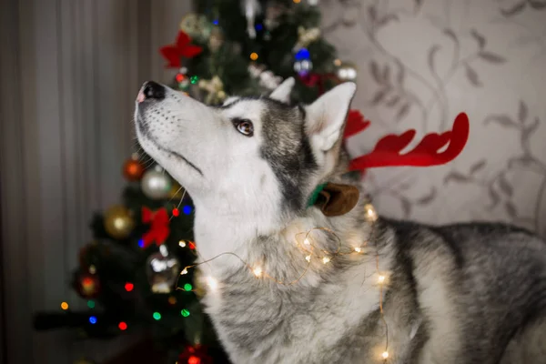 Husky Kutya Közel Karácsonyfa Szobában — Stock Fotó