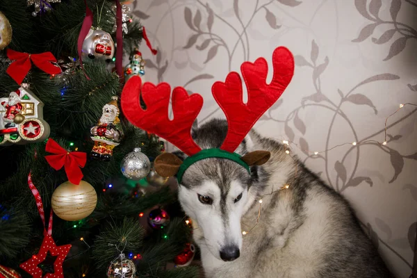 Husky Pies Pobliżu Choinki Pokoju — Zdjęcie stockowe