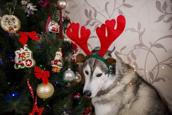 Husky Hund Neben Dem Weihnachtsbaum Zimmer — Stockfoto
