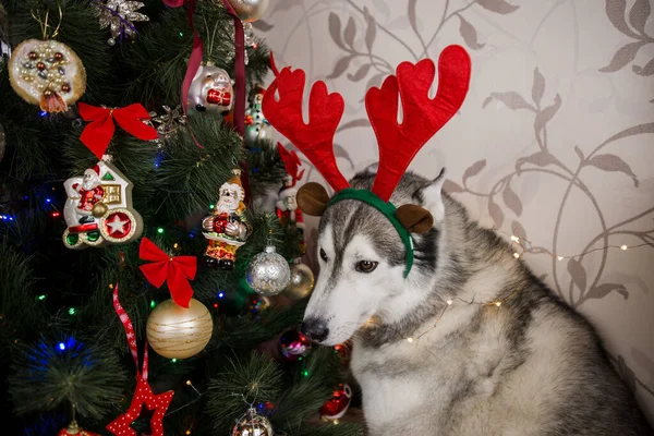 Husky Hund Neben Dem Weihnachtsbaum Zimmer — Stockfoto