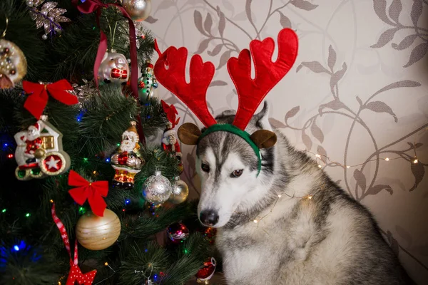 Husky Pes Blízkosti Vánoční Strom Místnosti — Stock fotografie