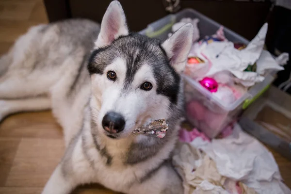 Cane Husky Vicino All Albero Natale Nella Stanza — Foto Stock