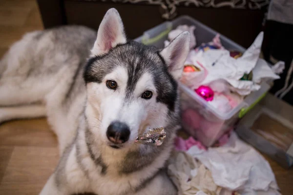 Cane Husky Vicino All Albero Natale Nella Stanza — Foto Stock