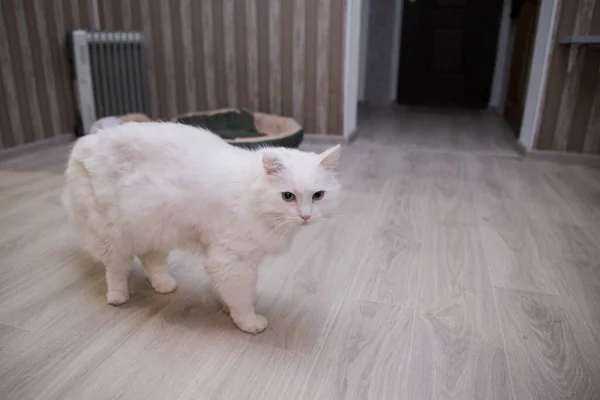 Grand Chat Blanc Promène Dans Pièce — Photo