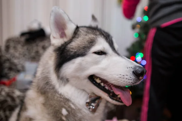 Cane Husky Vicino All Albero Natale Nella Stanza — Foto Stock