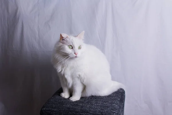 White Cat Sits Ottoman White Background — Stock Photo, Image