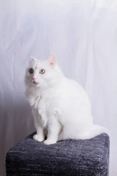 Eine Weiße Katze Sitzt Auf Einem Hocker Auf Weißem Hintergrund — Stockfoto