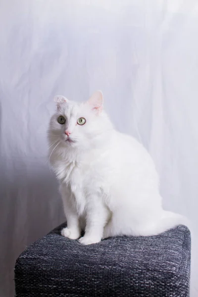 Een Witte Kat Zit Een Poef Een Witte Achtergrond — Stockfoto