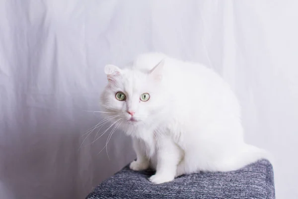 Gato Branco Senta Otomano Fundo Branco — Fotografia de Stock