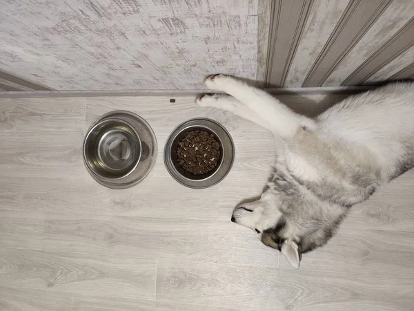 Ένα Σκυλί Husky Κοιμάται Κοντά Στο Ηλεκτρικό Σκούτερ Στο Διαμέρισμα — Φωτογραφία Αρχείου