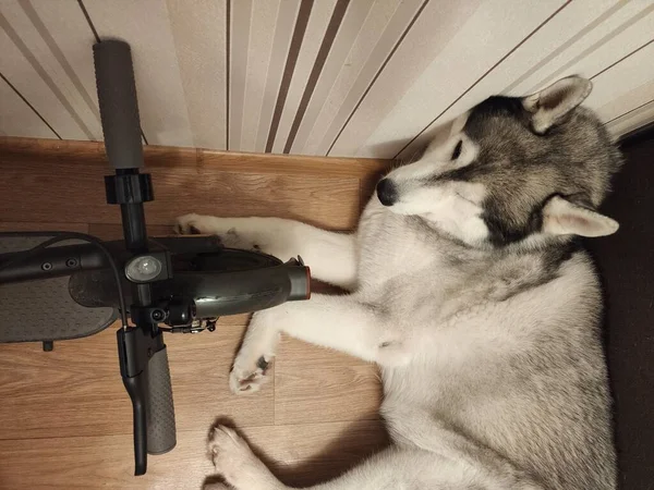 Perro Husky Durmiendo Cerca Del Scooter Eléctrico Apartamento —  Fotos de Stock